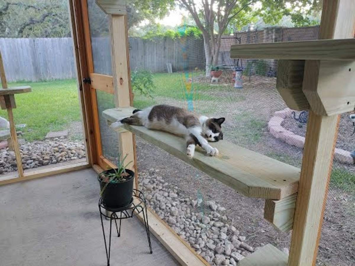 Cat stretched out on a catio shelf