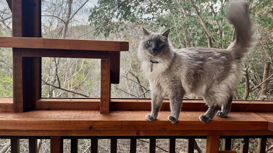 Longhaired grey cat standing on the cedar bench rail inside a CatManDo screened catio, wooded backyard beyond the black screening
